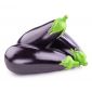 Eggplant Holland