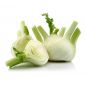 Fennel Holland