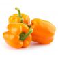 Capsicum Orange Iran
