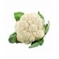 Cauliflower Clean Iran