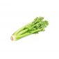 Celery Iran