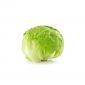 Lettuce Iceberg Iran