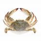 Fresh Blue Crab Female