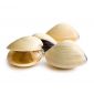 Fresh Clam White