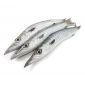 Fish Barracuda