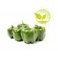 Organic Capsicum Green Uae