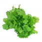 Coriander Leaves Premium Uae