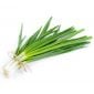 Spring Onion Premium Uae