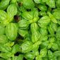 Basil Leaves Premium Uae