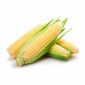Sweet Corn Lebanon