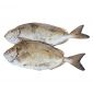 Fresh Fish Safi