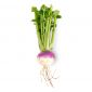 Turnip Lebanon