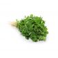 Dill Leaves Uae