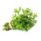 Zaatar Leaves Uae