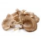 Pleurotus Oyster 200gm Spain