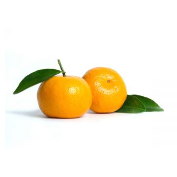 Mandarin Baby China