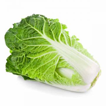 Cabbage Chinese China