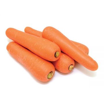 Carrot China