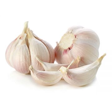 Garlic Loose China