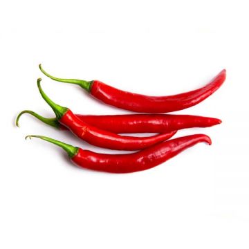 Chilli Red Egypt