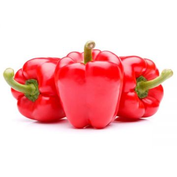 Capsicum Red Holland