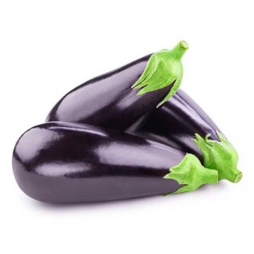 Eggplant Holland