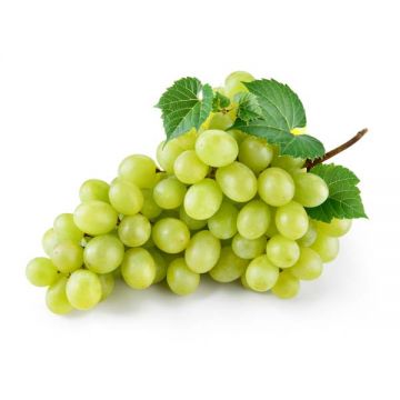 Grape White Loose Iran
