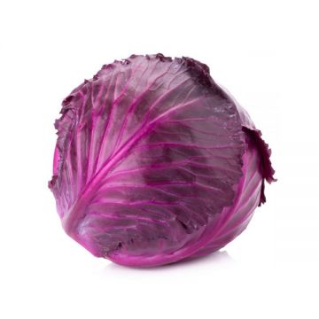 Cabbage Red Clean Iran