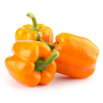 Capsicum Orange Iran