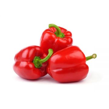 Capsicum Red Iran