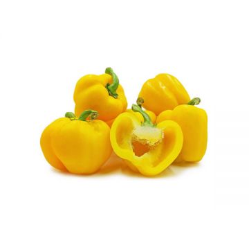 Capsicum Yellow Iran