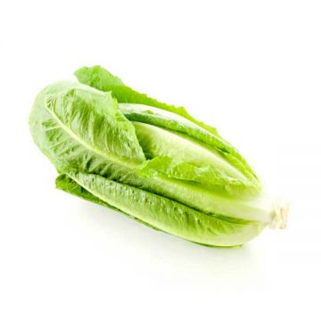 Lettuce Clean Iran