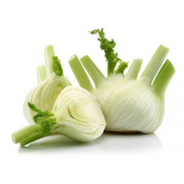 Fennel Italy