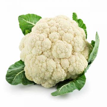 Cauliflower Clean Jordan