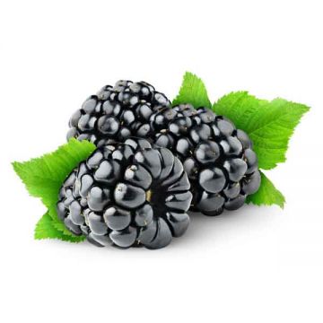Black Berry 1125gm Mexico