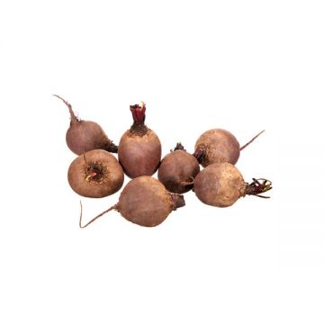 Beetroot Morocco
