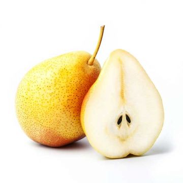 Pears Ferolle South Africa