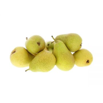 Pears Vermont Beauty South Africa