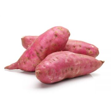 Potato Sweet Australia