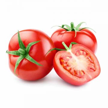Tomato Iran