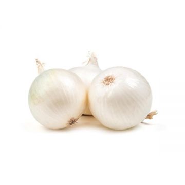 Onion White Iran