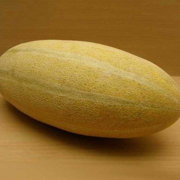 Sweetmelon Mashhadi Iran