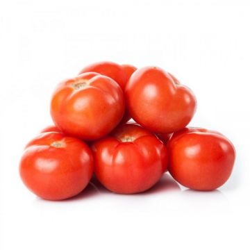 Tomato Jordan