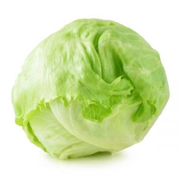 Lettuce Iceberge Spain