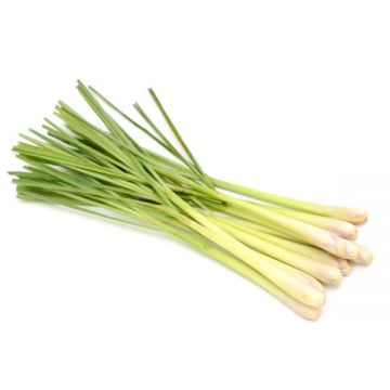 Lemon Grass Thailand