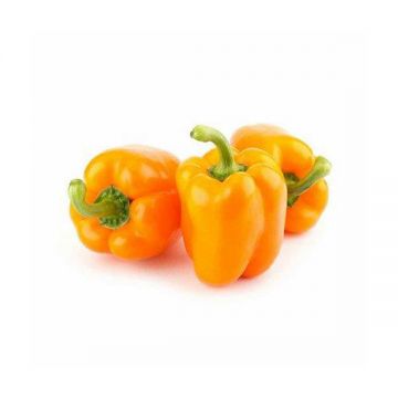 Capsicum Orange Uae