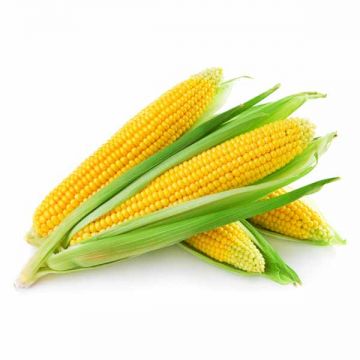 Sweet Corn Uae