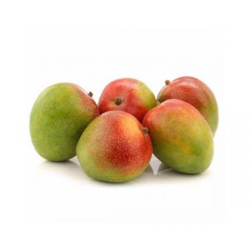Mango Kent Yeman