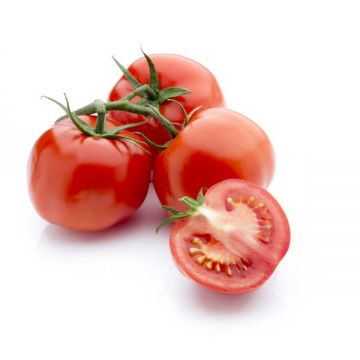 Tomato Bunch Iran