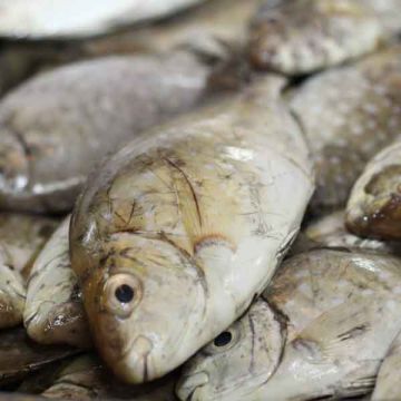 Fresh Safi